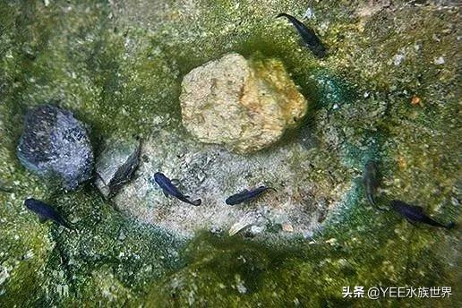 高温天气下的身体适应方法与应对技巧