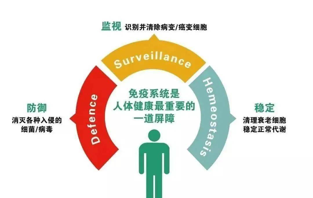 自然食品，守护免疫健康的守护者