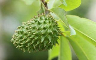 健康脂肪与肌肤光泽，美丽之源揭秘