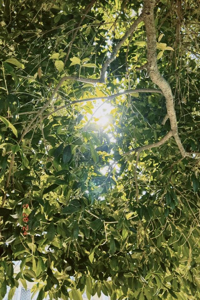 午后的自然交响曲，阳光与光影的交织之美