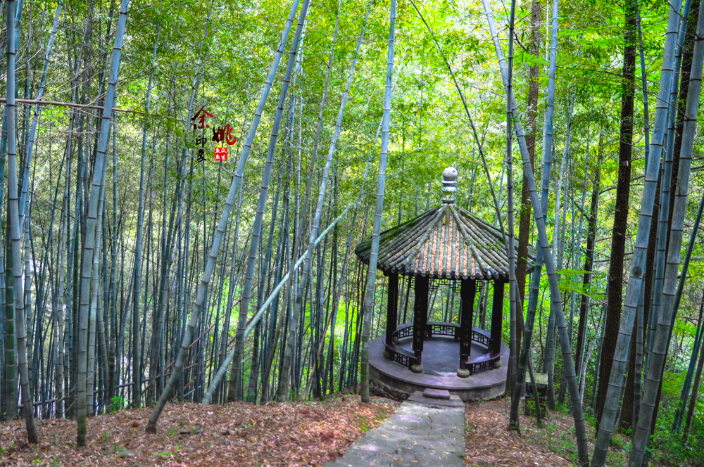 穿越竹林秘境，探寻静谧之地