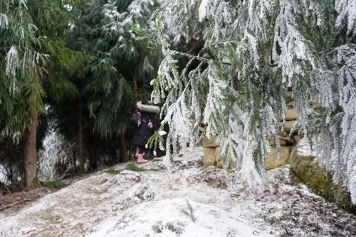 冬季森林雪景，雪花轻舞，银装大地