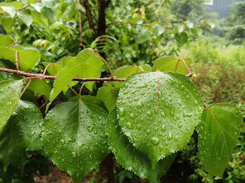 夏日雨后阳光与绿叶的交响，生命的旋律