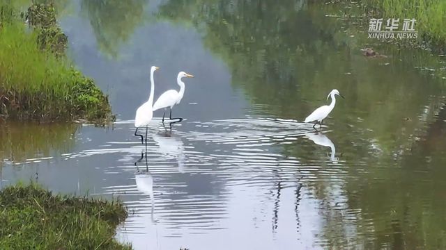 夏日午后，水鸟与河流的舞蹈