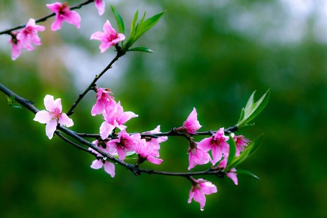 春风拂面，黄花朵放芳香四溢