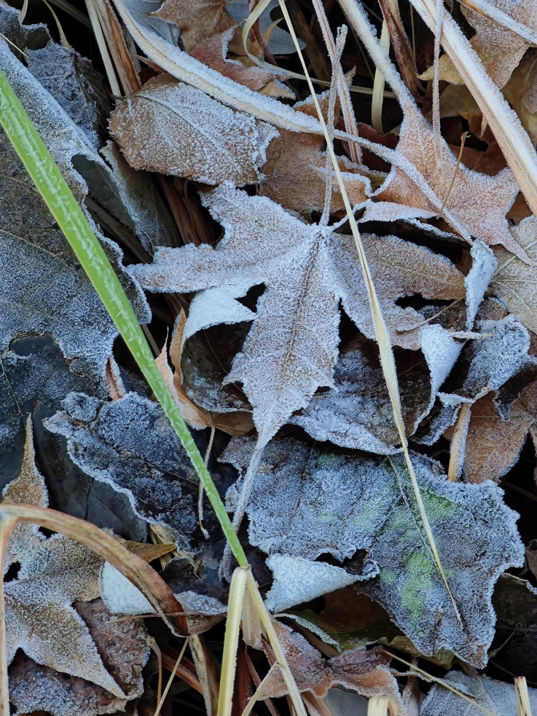 冬季霜冻奇景，树叶冰晶的诗篇