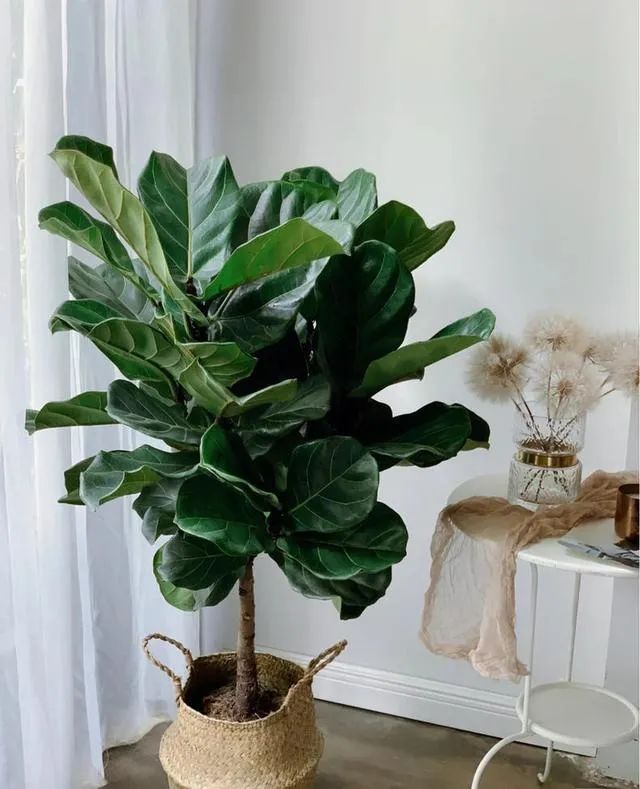 家中绿植布局，打造生机勃勃的清新居所