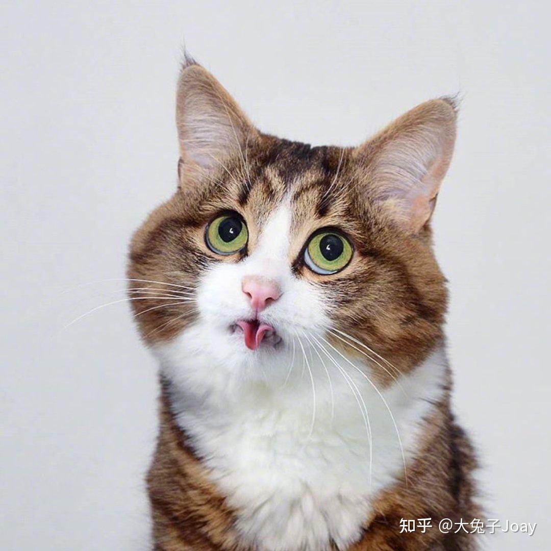 猫咪人脸表情包背后的萌宠故事与情感共鸣