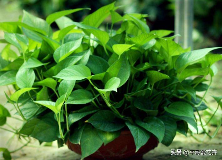 绿色植物美化家居，优化室内空气质量