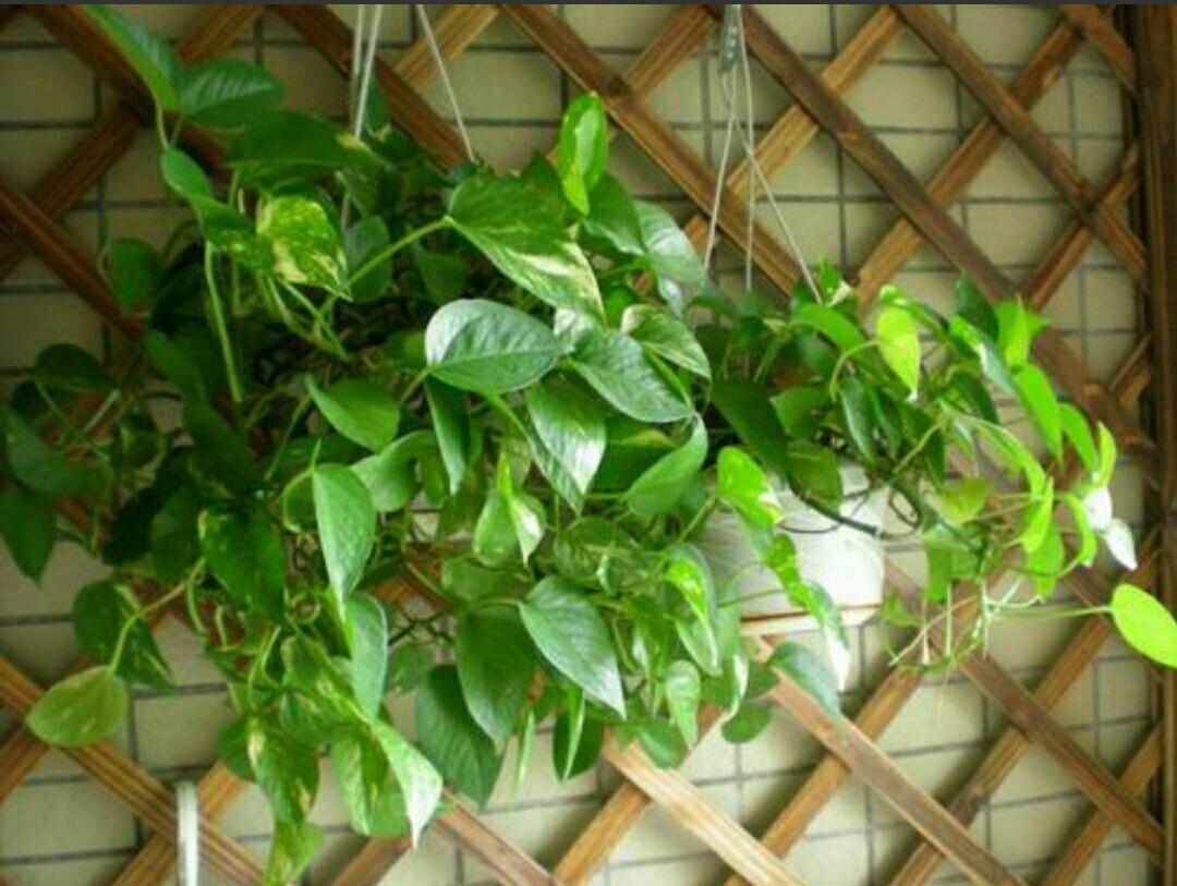 家居绿意盎然，绿色植物提升空气质量