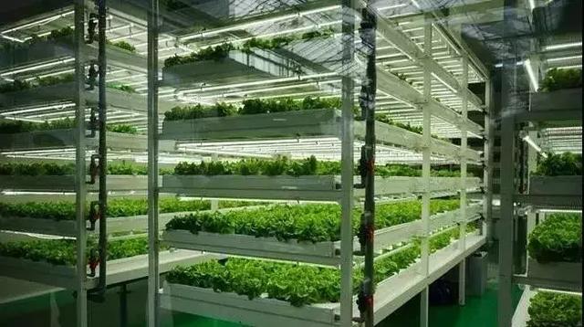 城市垂直农场试点成功，食品安全保障的新路径探索