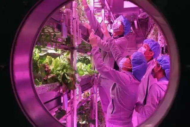 航天育种试验成功，农业技术实现重大突破