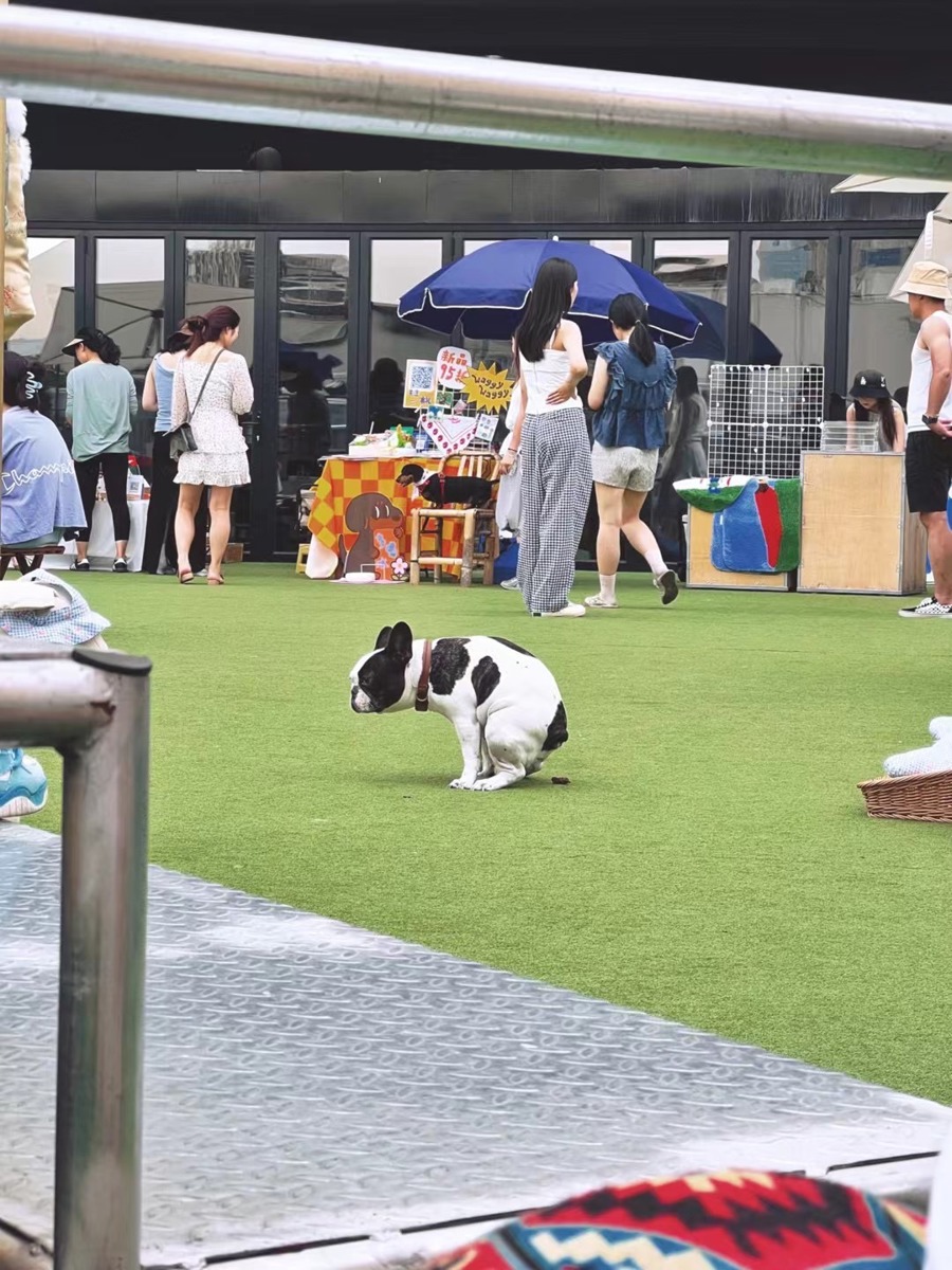 宠物友好型商业街走红，拓展消费场景的新趋势