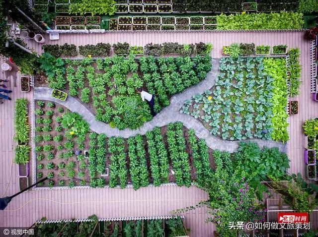 城市屋顶农场试点，生态化与美观度的双赢实践