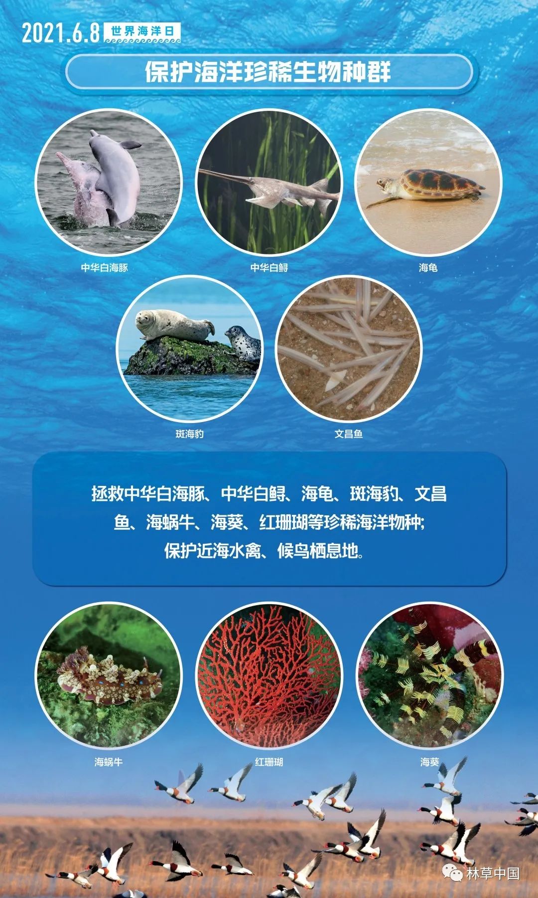全球关注焦点，海洋生物多样性保护进入重要议程