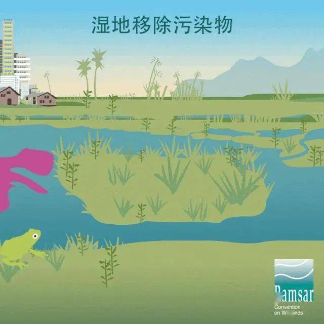 人工湿地修复项目成功实施，生物多样性显著回升，湿地焕发生机与活力