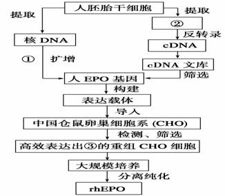 心理平衡与免疫系统健康，紧密关联的探讨