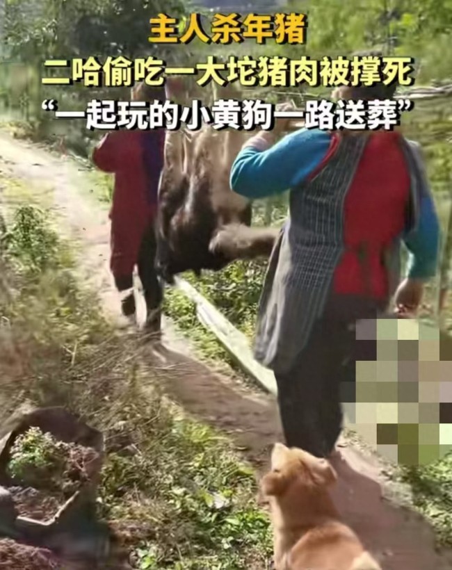 主人杀年猪引发悲剧，狗狗偷吃猪肉丧命