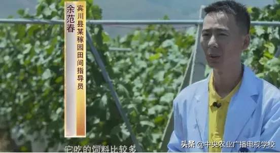 新型农药，平衡作物产量与生态保护的关键之道