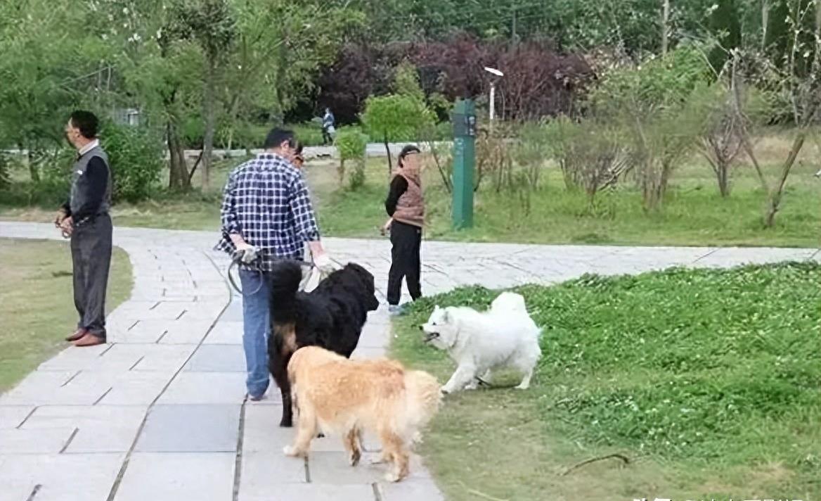 母女公园遭犬只撕咬悲剧，警醒社会的反思与启示