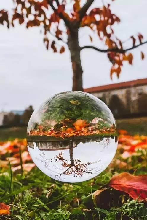 露珠如宝石般闪耀，自然的魔法与生命的晨韵
