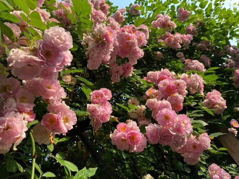 夏日阳光与树影交织的小道漫步记