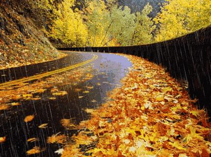 树影斑驳的小路风景与悠扬鸟鸣