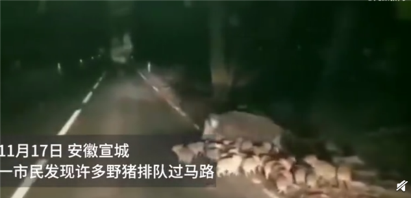 专家解析野猪泛滥背后的生态挑战及应对策略