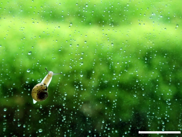 雨后的美妙交响曲，清新空气与湿润气息交织的世界