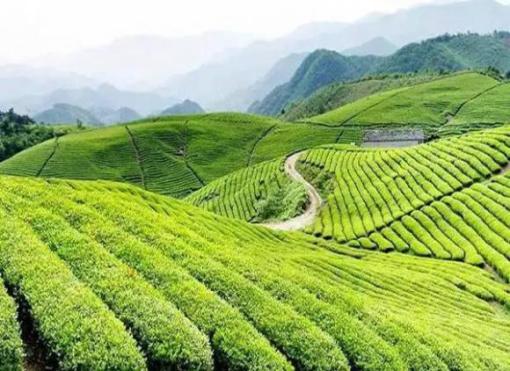茶园晨雾与绿叶的诗意交响