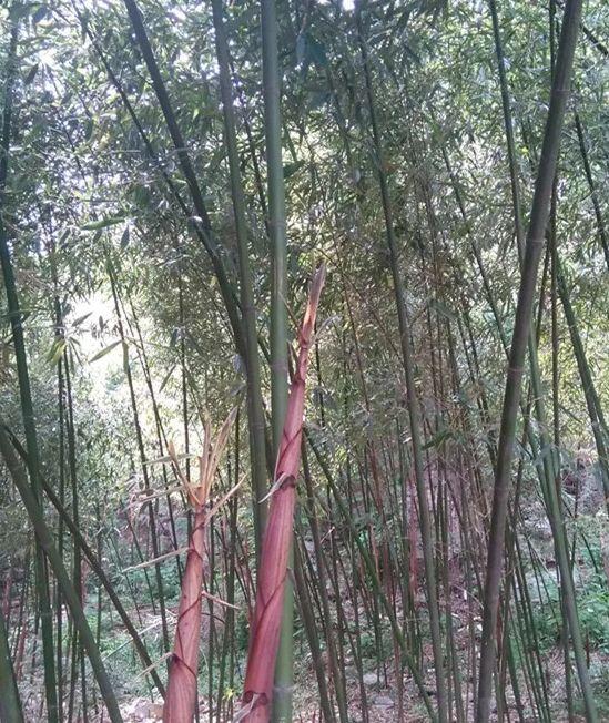 秋日林间小道的沙沙步履声