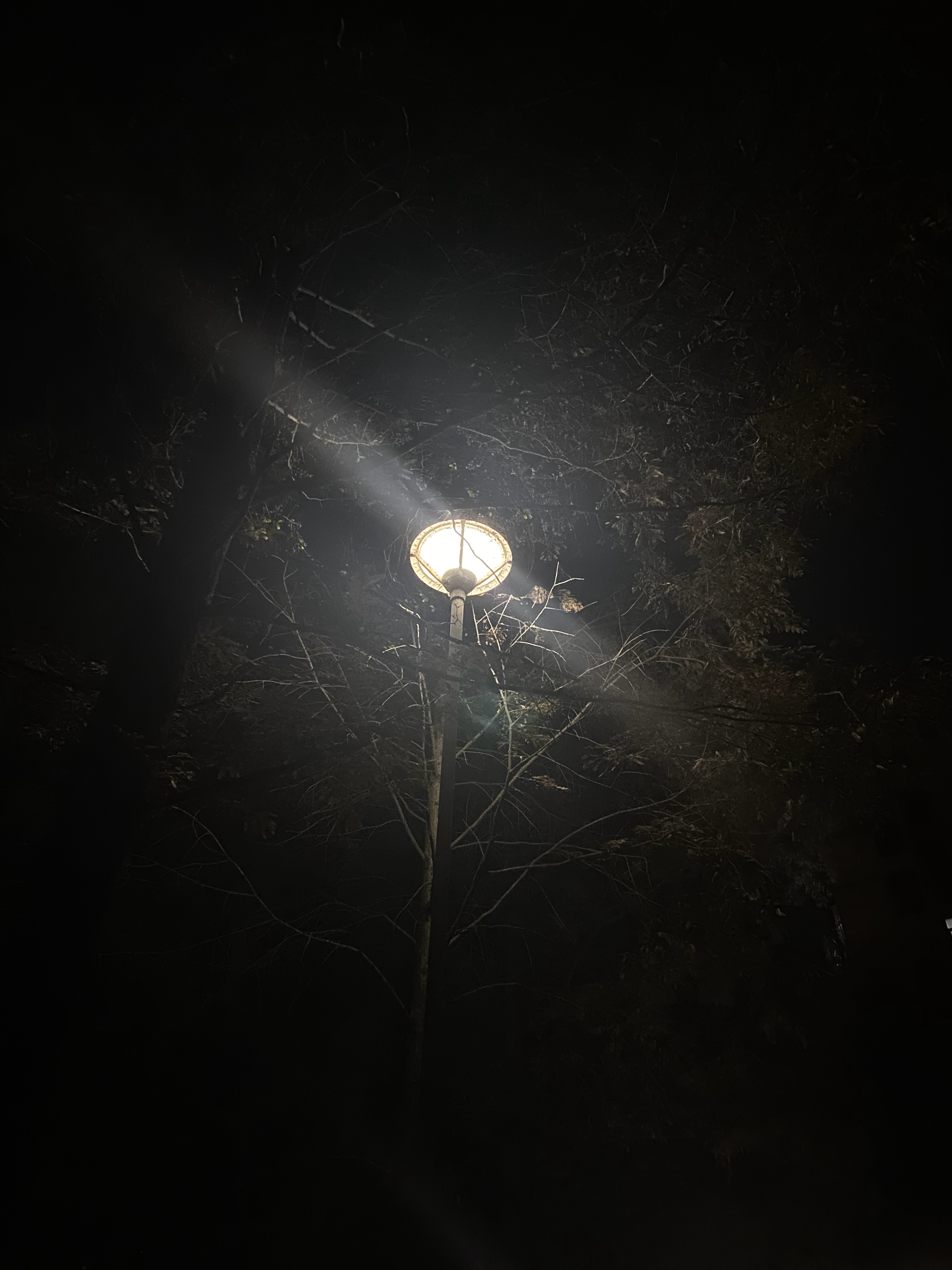 傍晚微风中的诗意街灯颂