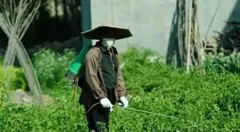 基因工程助力全球粮食安全问题的解决之道