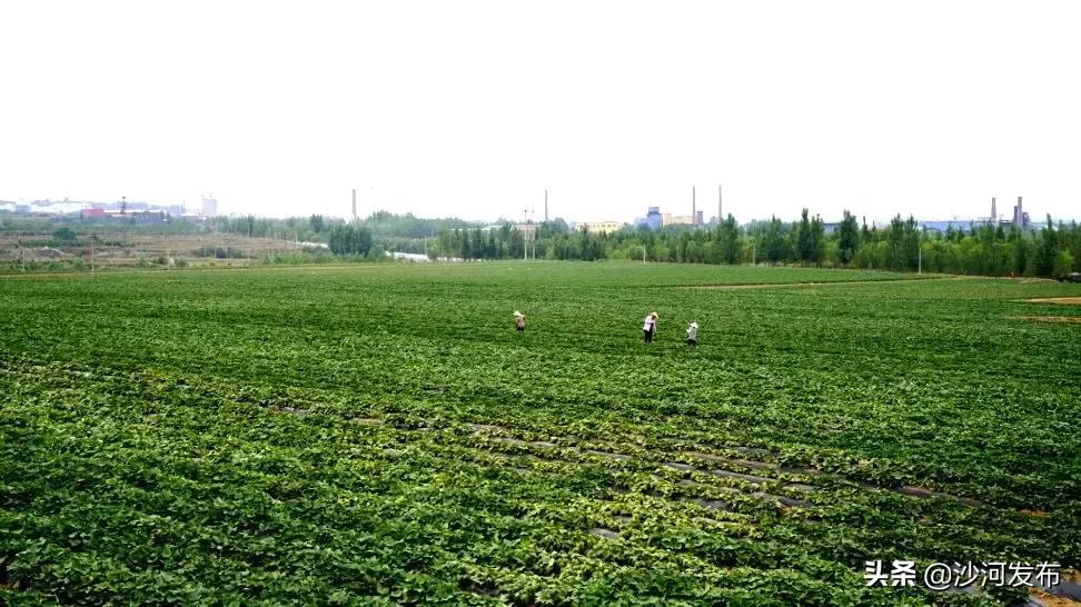 自动化农业设备提升农作物种植效率的关键路径