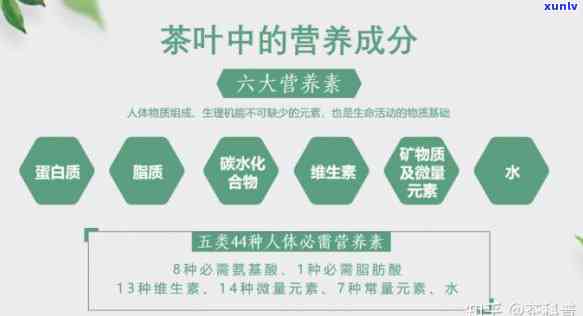 不同茶叶对消化系统的益处研究概述