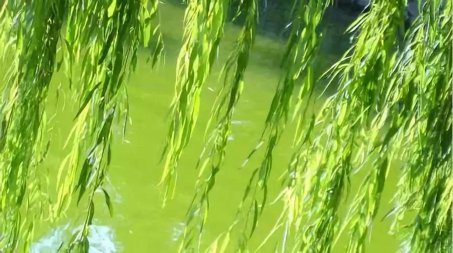 全球节日风俗与地方特色概览