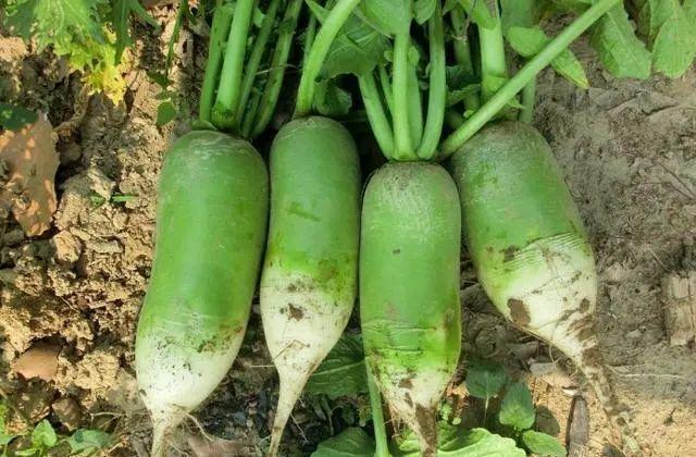 绿色餐桌，植物性饮食的多样性与营养价值深度探究