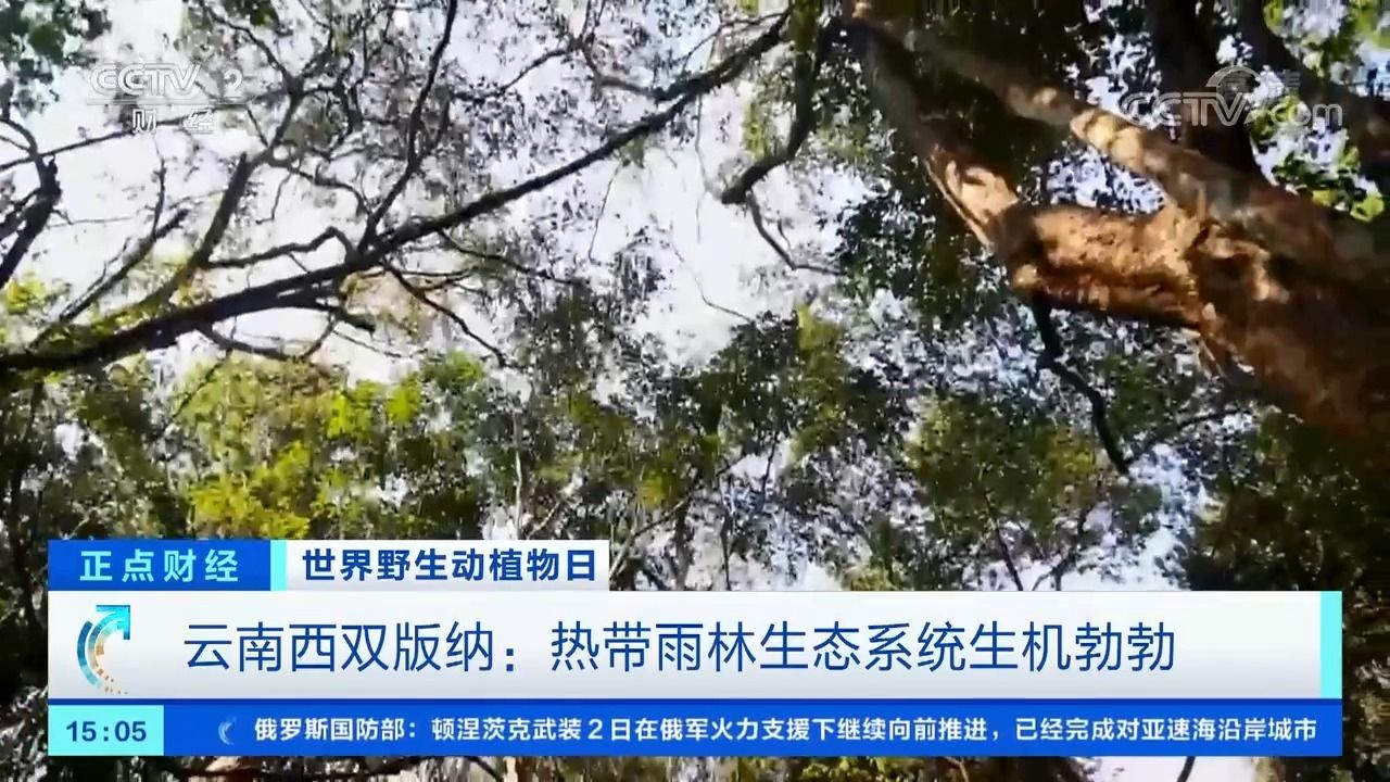 热带雨林中的自然生机之旅