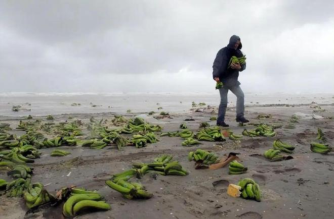海边拾宝，海藻与贝壳的自然奇缘