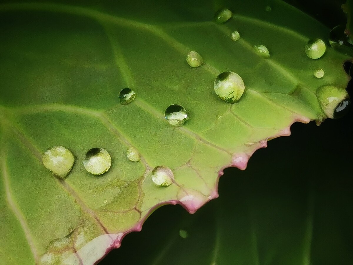 雨后洗礼，自然之美与生命之光