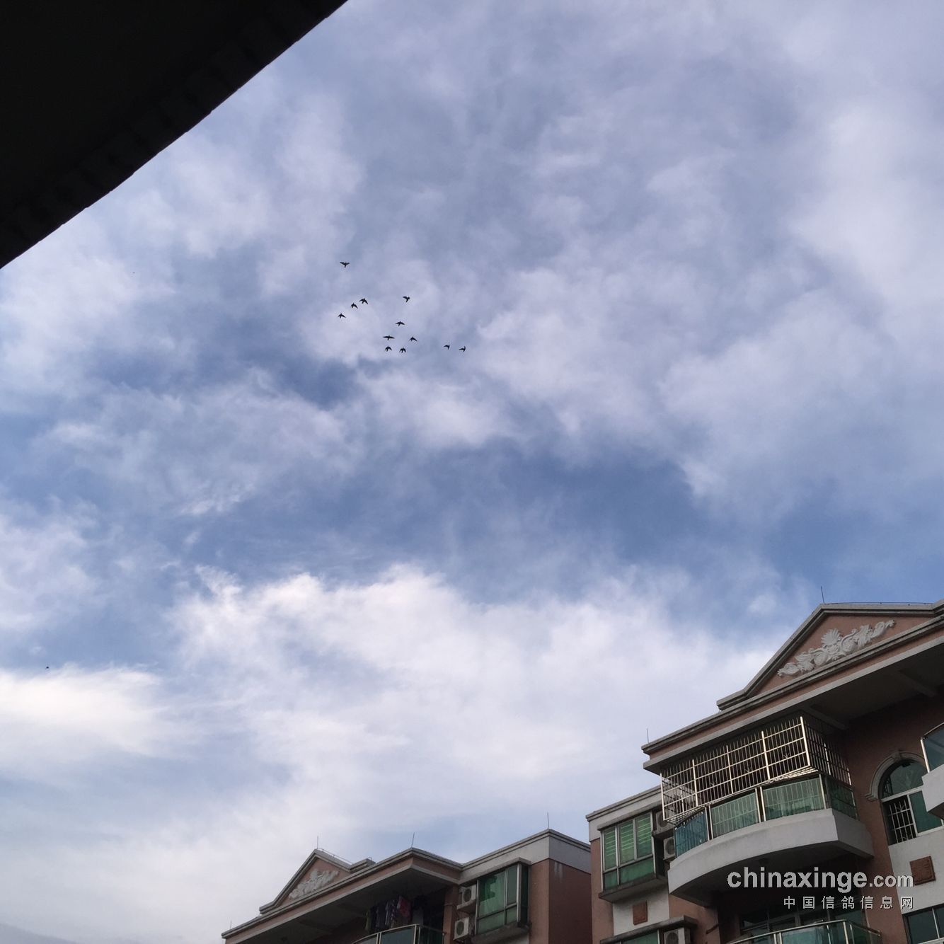 清晨序曲，鸟儿飞翔的天空