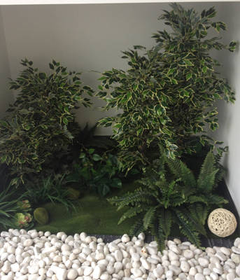 木本植物美学与生态艺术的融合之道