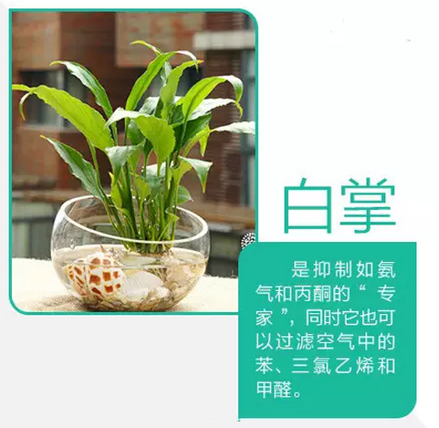 木本植物在水源净化中的生态贡献