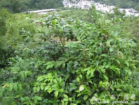 木本植物的自然功能，调节空气湿度的重要性