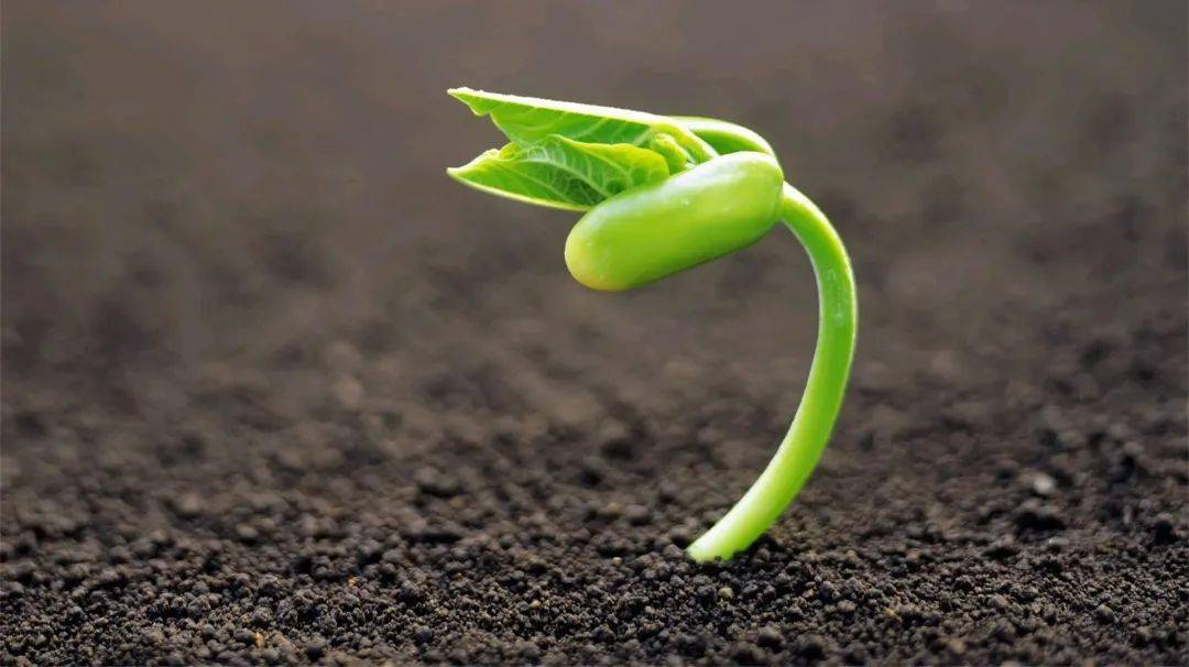 木本植物深层根系在土壤保护中的关键作用