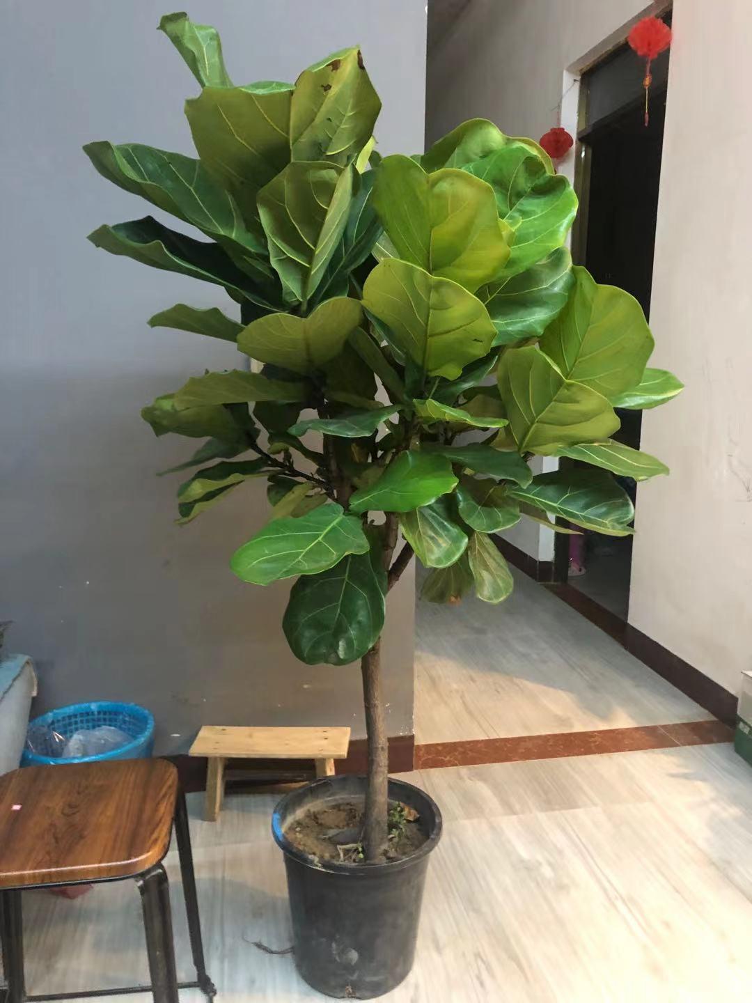 木本植物生态净化功能与环保贡献，提升环境质量的关键角色
