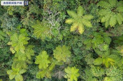 木本植物在保护野生动物栖息地中的重要作用