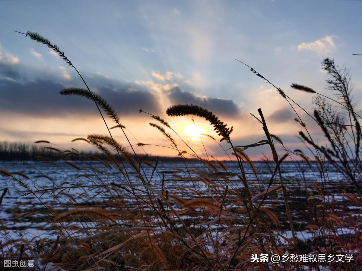 木本植物与湿地生态恢复的紧密关联，相互依存关系探讨