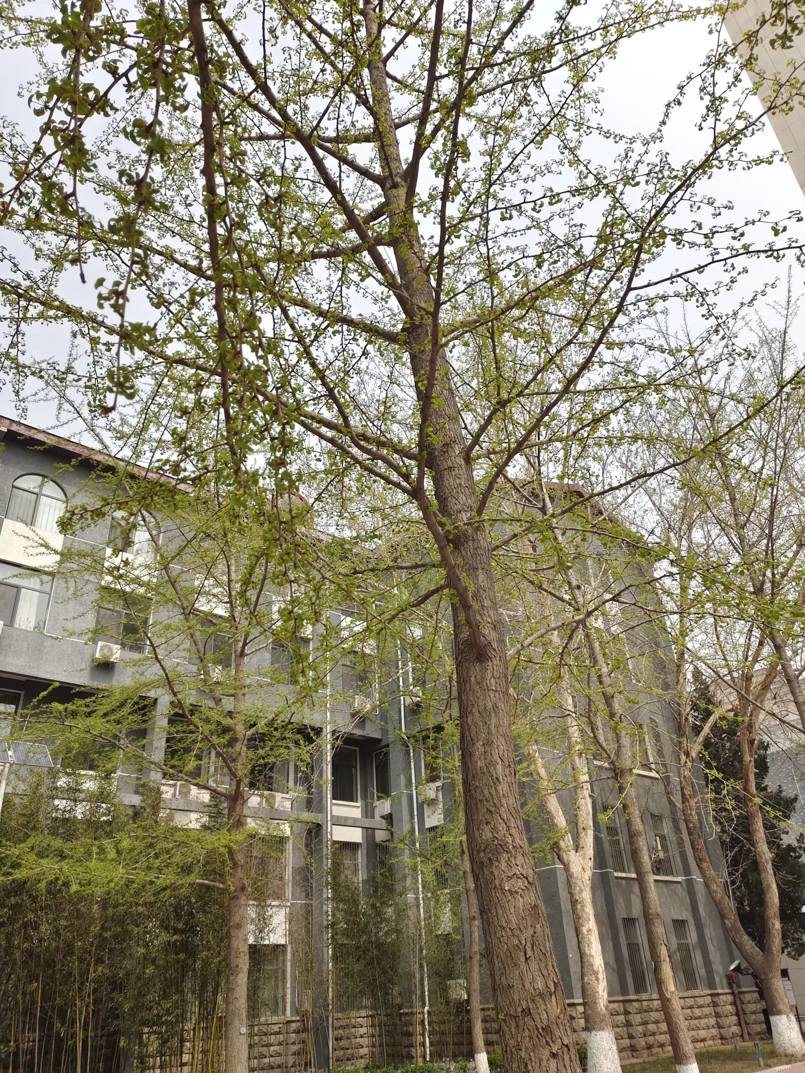 木本植物物理性能在建筑领域的创新应用探索