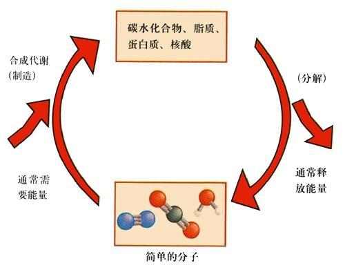 饮水与新陈代谢，密切关联的重要性解析